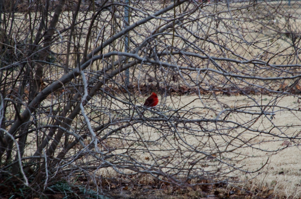 A beautiful Cardinal landed in the tree out back