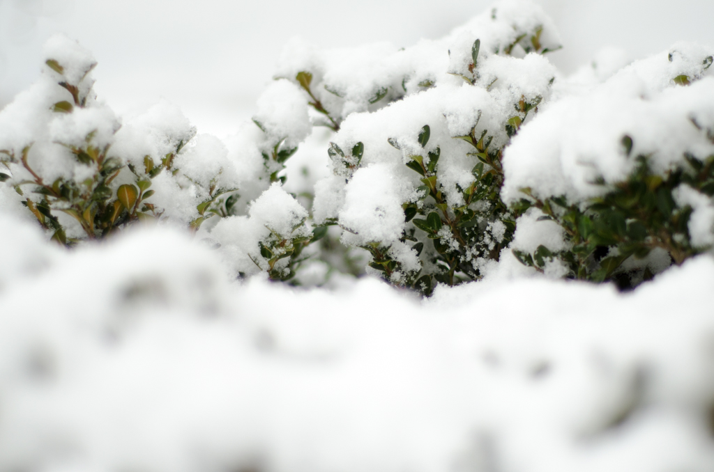2014-12-27_snowfall_1024-4